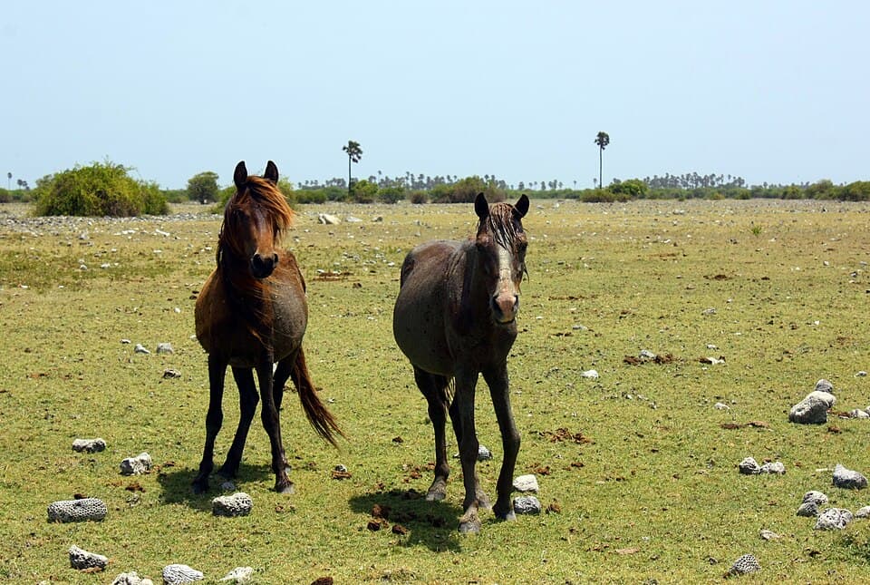 Delft Island, Sri Lanka