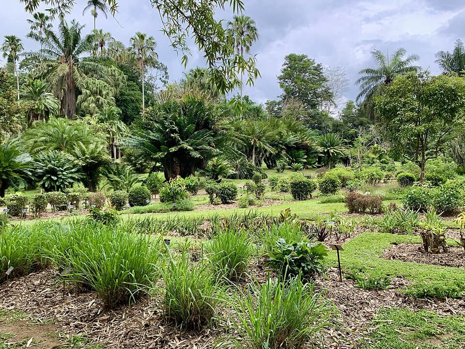 Peradeniya Gardens, Sri Lanka