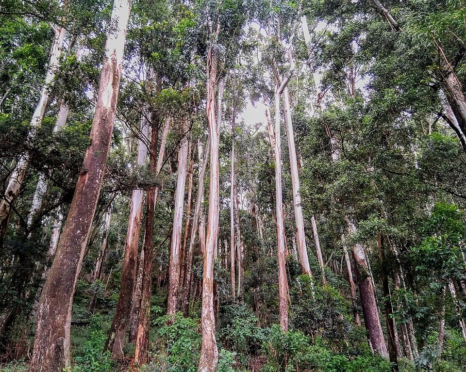 Sinharaja, Sri Lanka
