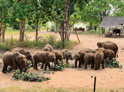 Elephant Transit Home