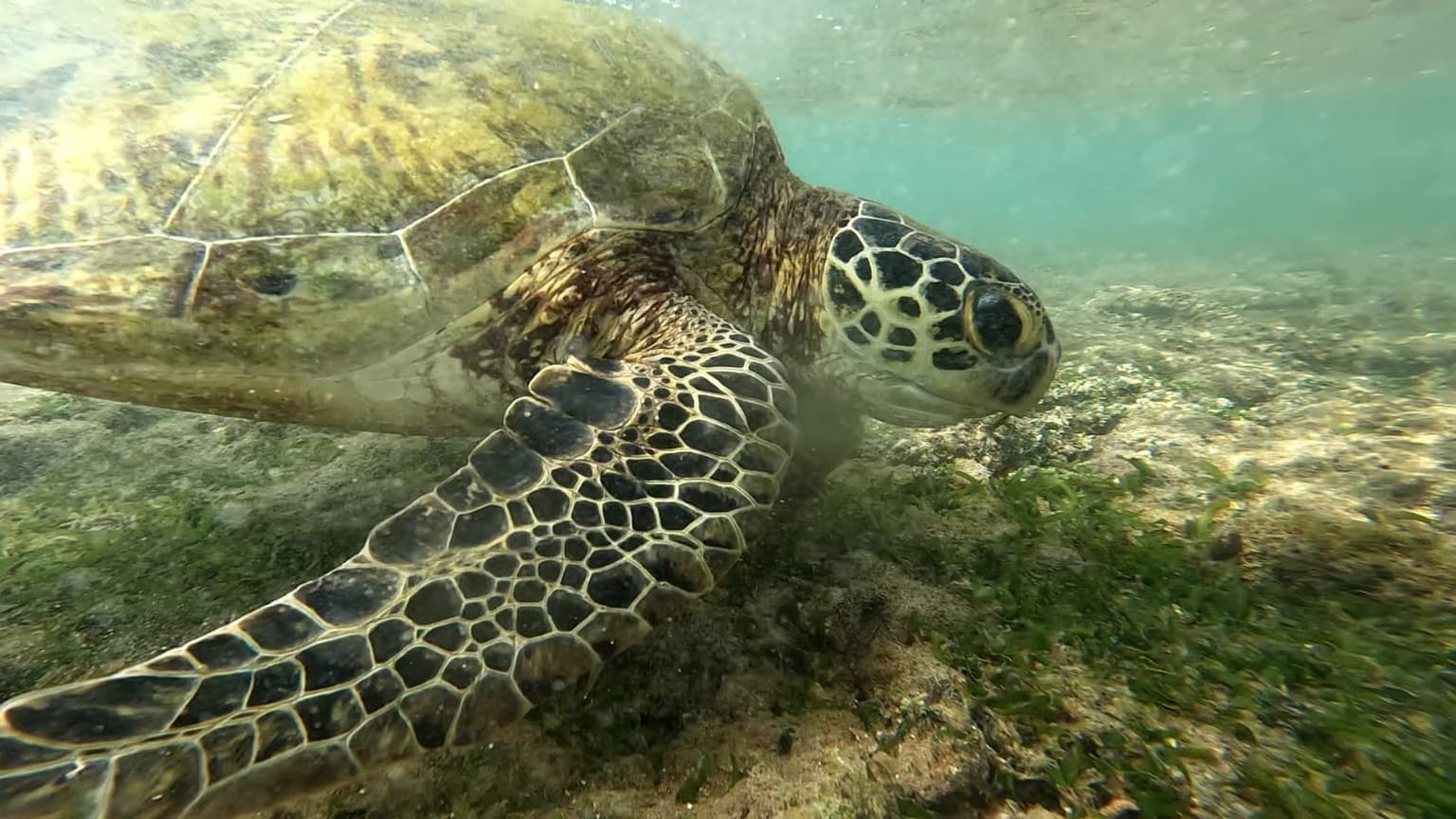 Turtle Conservation