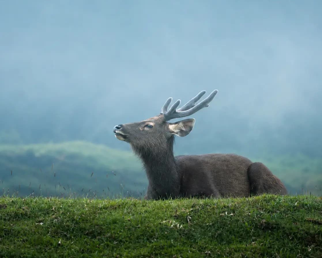 Horton Plains Forest Walk