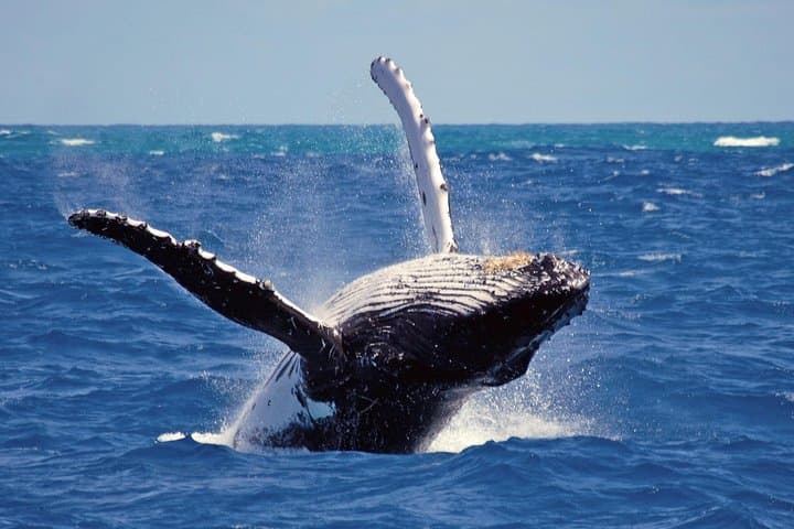 Whale Watching