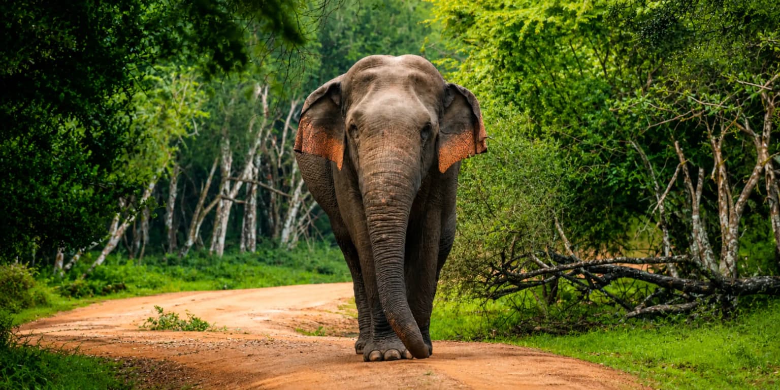 Wildlife Safaris