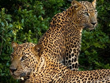 Loving Couple of Leopard 