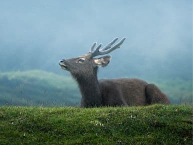The Silent Majesty of Nature