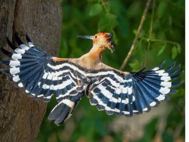 Eurasian Hoopoe
