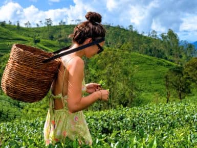 Globally Loved Tea Flavors
