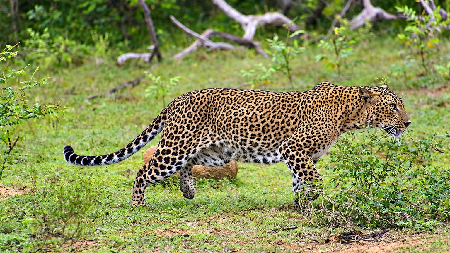 Wildlife Private Tour - 8 Days
