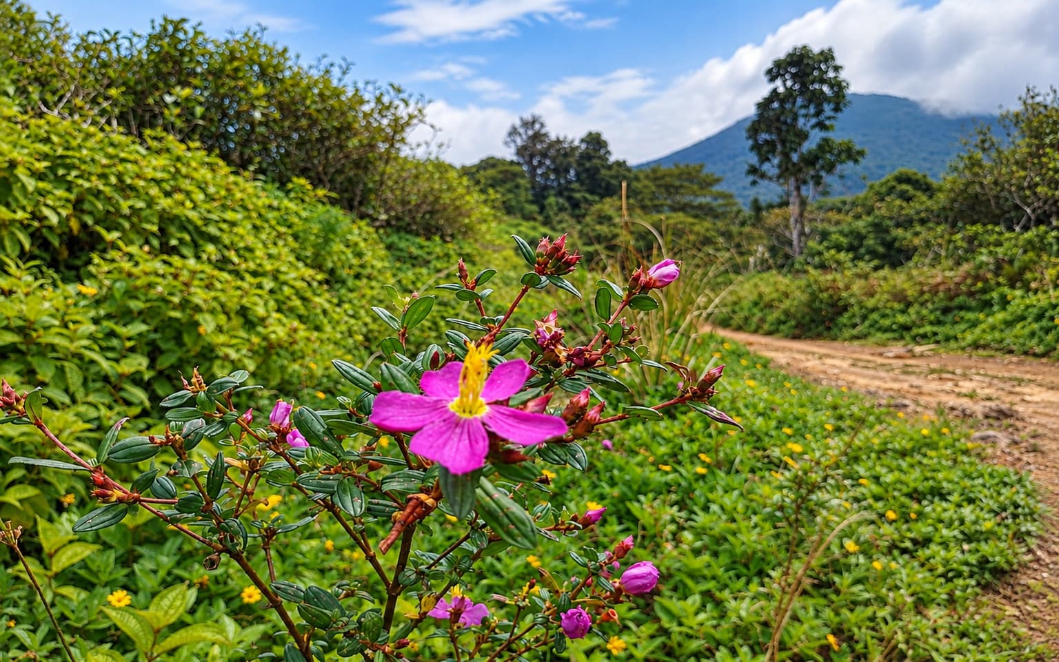 Sinharaja Rainforest - Sri Lanka