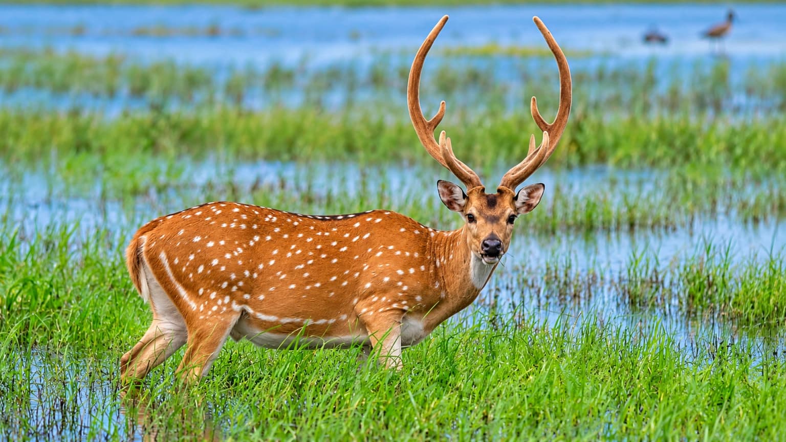 Spotted deer