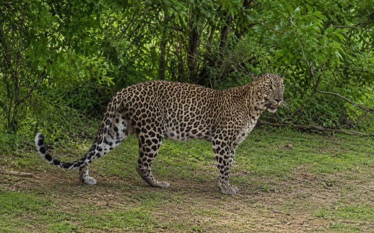 Discover Leopards in Yala National Park