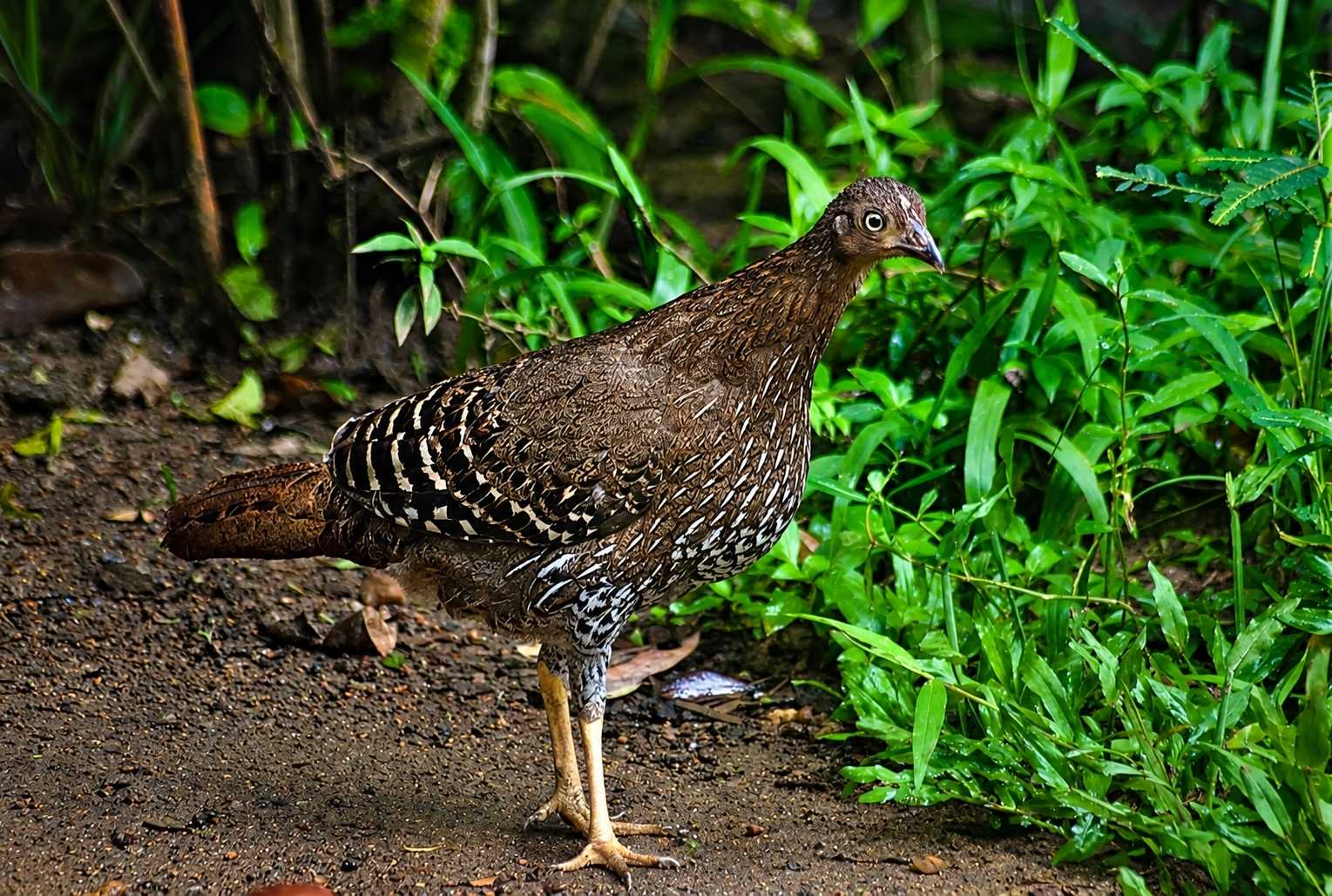Sri Lanka's Endemic Forest Treasure