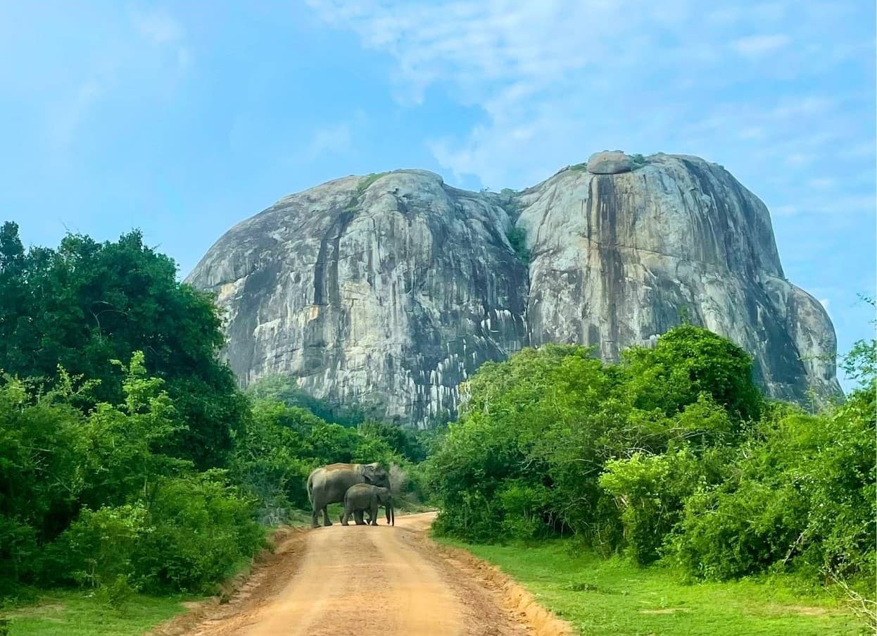 The Majesty of the Wild