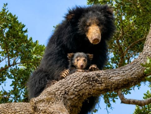 Wildlife Private Tour - 14 Days