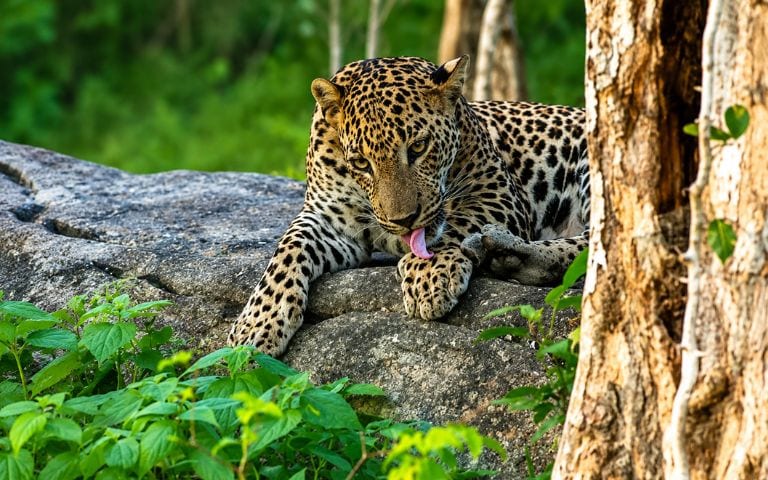 Wildlife Private Tour - 8 Days